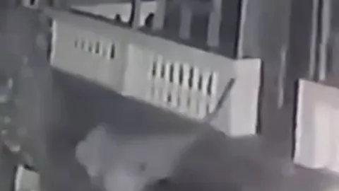 Nửa đêm, báo hoa mai đột nhập vào nhà dân rồi ngoạm cổ chó Pitbull lôi đi