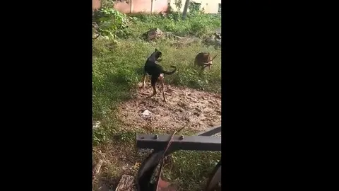 Chó becgie liều mình tử chiến với rắn hổ mang trong vườn nhà