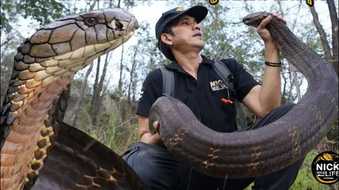 'Nín thở' xem cận cảnh người đàn ông dùng tay không bắt rắn hổ mang chúa khổng lồ