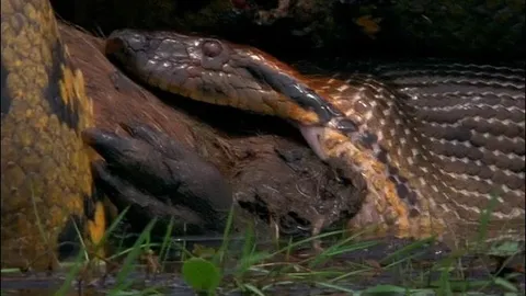 Trăn xanh Nam Mỹ khổng lồ nuốt chửng chuột lang nước