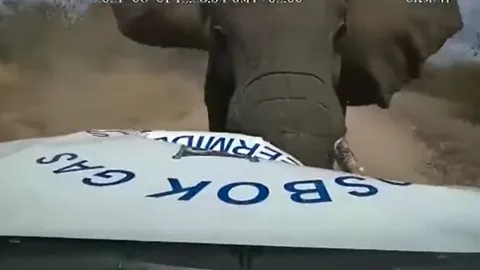 Voi rừng nổi điên, húc tung nắp capo ô tô khiến ai chứng kiến cũng thót tim