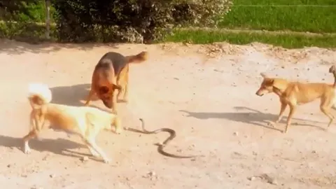 Ba chó nhà hợp sức tử chiến rắn hổ mang, kết cục khiến ai chứng kiến cũng rùng mình