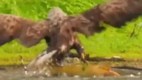 Màn săn mồi ngoạn mục của đại bàng khi đối đầu với cá 'khủng'