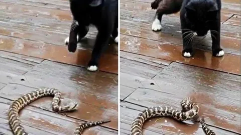 Pha phản công táo bạo: Mèo liên tục tấn công khiến rắn choáng váng