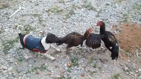 'Trọng tài bốn chân' lao vào tách hai gà chọi đang đánh nhau siêu hài hước