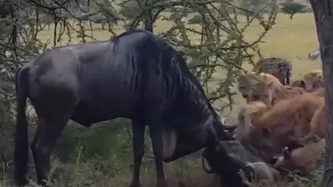 Cặp linh dương mắc sừng khi giao đấu, linh cẩu chớp thời cơ săn mồi