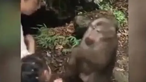 Khỉ tức giận vì bị trêu, bé gái bên cạnh lĩnh cú đấm bất ngờ