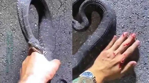 Liều mình bắt rắn bằng tay không, người đàn ông nhận cái kết đẫm máu
