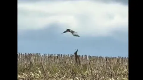 Thỏ mẹ dũng cảm đối đầu diều hâu nhằm bảo vệ con