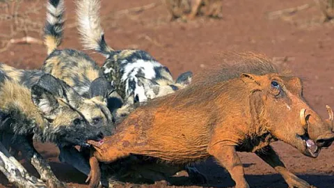 Nấp kỹ trong hang, lợn bướu vẫn bị bầy chó hoang lôi ra ‘xẻ thịt’