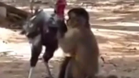 Tỷ thí võ nghệ: Khỉ giả vờ làm hòa, tung đòn khiến gà chọi gục ngã