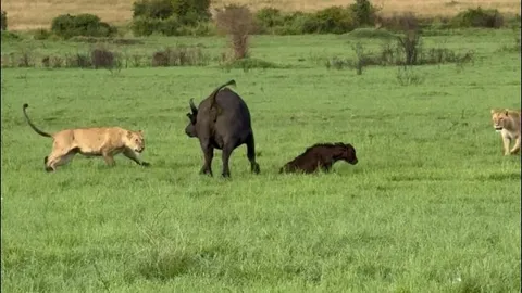 Trâu rừng húc sư tử ngã nhào để bảo vệ con