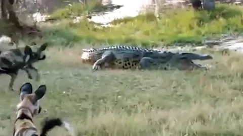 'Sát thủ đầm lầy' tung đòn chí mạng, 10 con chó hoang không dám phản kháng