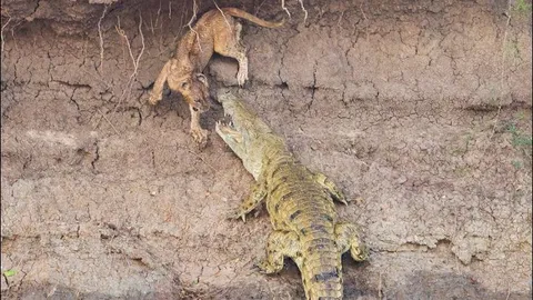 Sư tử mất mạng khi bị bầy cá sấu tấn công liên hoàn