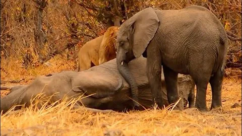 Voi con quyết không rời xa xác mẹ dù đối mặt với bầy sư tử