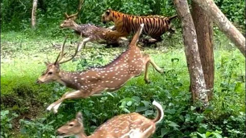 ‘Chúa sơn lâm’ ẩn nấp tài tình, lao ra hạ sát hươu trong nháy mắt