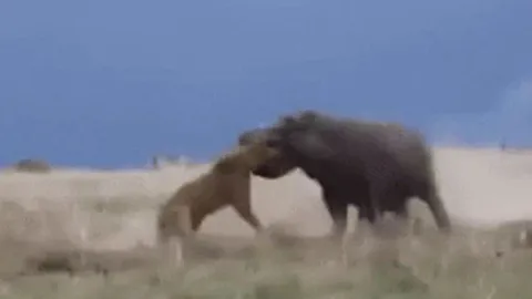 Đang nghỉ yên bị làm phiền, hà mã nổi điên ngoạm đầu sư tử rồi ném như đồ chơi