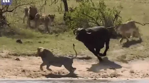 Một mình chống lại cả sư tử lẫn cá sấu, trâu rừng tạo nên kỳ tích  khó tin