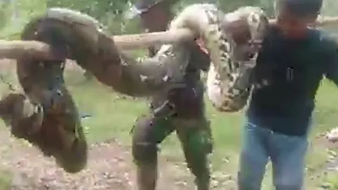 Giây phút sinh tử: Bị trăn dài hơn 4 mét tấn công, nhóm trai làng vùng dậy bắt sống