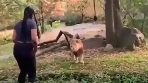 Cô gái coi thường mạng sống, vượt rào trêu sư tử giữa vườn thú