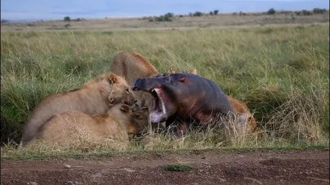 Hà mã chết thảm khi bị 5 con sư tử ‘xâu xé’