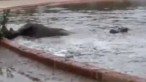 Hà mã nghĩa hiệp giải cứu tê giác mắc kẹt dưới hồ nước