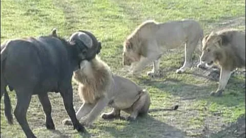 Trâu rừng chiến đấu ngoan cường giành sự sống khi bị sư tử cắn vào cổ