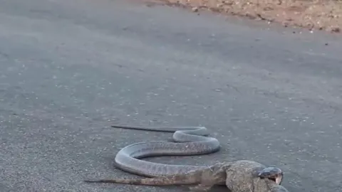 Cuộc truy đuổi nghẹt thở giữa rắn hổ mang và kỳ đà ngay trên đường