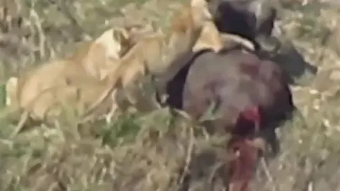 Bị 4 con sư tử cắn xé, trâu rừng vẫn có màn 'lật kèo' khiến kẻ đi săn bỏ mạng