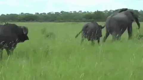 Cà khịa trâu rừng, voi bị đối thủ đuổi cho ‘chạy tóe khói’