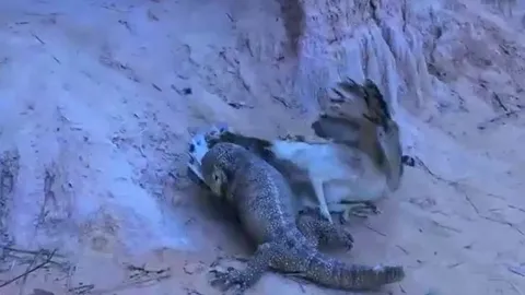 Từ thợ săn thành kẻ chạy trốn - màn đối đầu hiếm có giữa đại bàng và kỳ đà