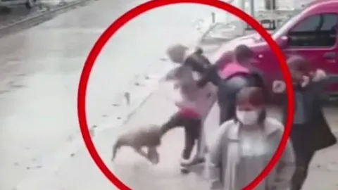 Bé gái 7 tuổi bị chó pitbull tấn công giữa phố, hàng chục người liều mình giải cứu