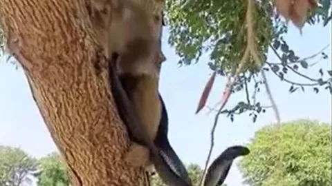 Rắn hổ mang im lặng chịu trận khi bị khỉ bắt lên cây trêu đùa