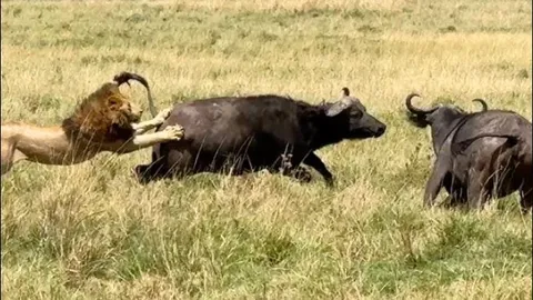Đàn trâu dũng cảm phản công khiến bầy sư tử hoảng loạn tháo chạy