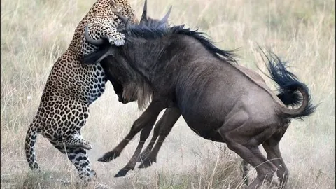 Báo hoa mai nhẹ nhàng hạ sát linh dương đầu bò đang nghỉ trưa