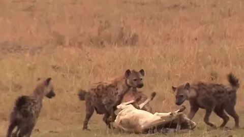 Bầy linh cẩu hợp sức quật ngã, xé xác bê con lạc đàn giữa thảo nguyên