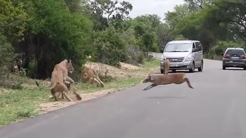 Hoảng loạn bỏ chạy, hươu đực lao đầu vào 'thiên la địa võng' của bầy sư tử