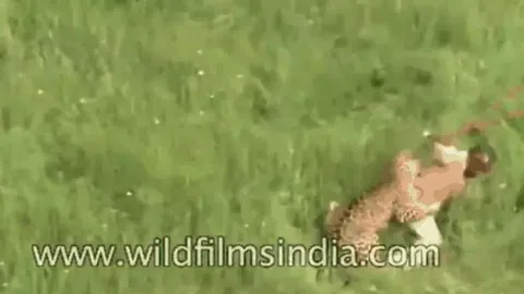 Báo hoa mai bị vây bắt, vùng dậy tấn công người rồi gục ngã dưới làn đạn kiểm lâm