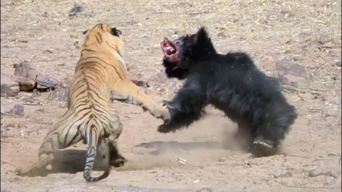 CLIP: ‘Chúa sơn lâm’ thất thủ khi đối đầu với gấu đen lì đòn