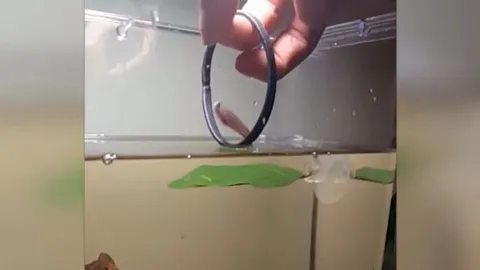 Kinh ngạc chú cá xiêm ‘diễn xiếc’ nhảy qua vòng như nghệ sĩ thực thụ