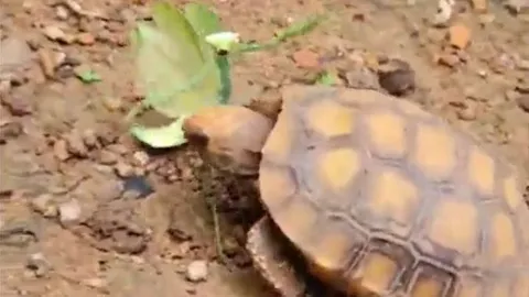 Cuộc chiến không tưởng: bọ ngựa nhỏ bé thách thức rùa to gấp nhiều lần và cái kết bất ngờ