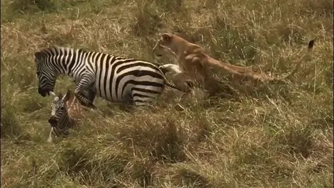 Ngựa vằn đá sư tử ‘lật mặt’ để giải cứu con non