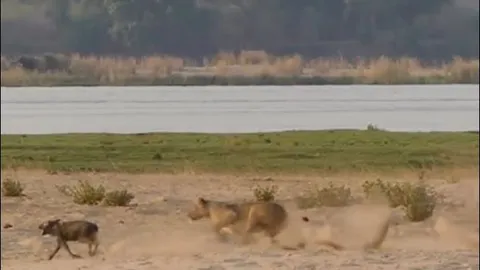 Sư tử cái bất ngờ tấn công, hạ gục chó hoang giữa bãi cát