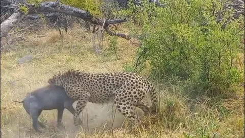 Lợn bướu vùng vẫy tìm sự sống trước báo săn