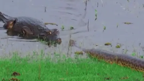 Trăn khổng lồ đối đầu cá sấu và cái kết không ai ngờ