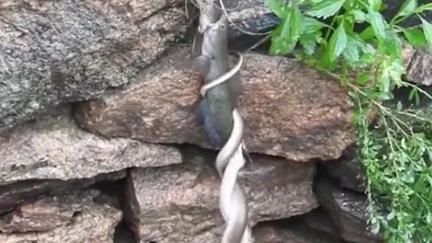 Cảnh tượng khó tin: Cặp đôi rắn và một con cá tạo nên trận chiến treo mình giữa vách đá