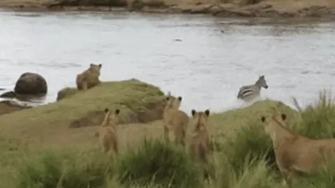 Ngựa vằn ‘bẻ lái’ thoát chết ngoạn mục trước pha phục kích của đàn sư tử