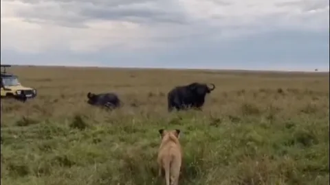 Trâu rừng dũng mãnh, đuổi cả đàn sư tử chạy ‘té khói’