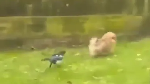 Bị chim phản công bất ngờ, chó hoảng hồn chạy ‘tóe khói’