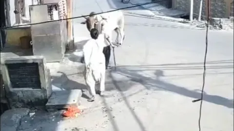 Cụ ông bị ‘bò điên’ húc văng lên không trung